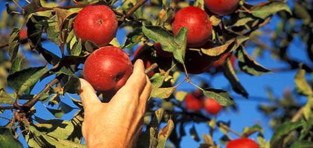 apples-Sonoma-County-California-631